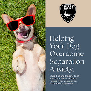 Is Your Furry Friend Suffering from Separation Anxiety? Here’s How to Help Them